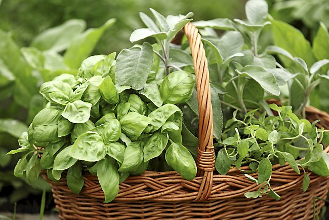 herb basket